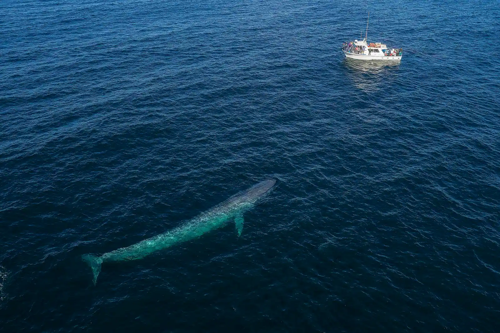 All Day Trip Around Monterey Bay
