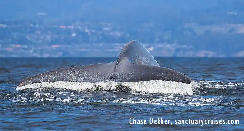 Whale watching FAQ hero