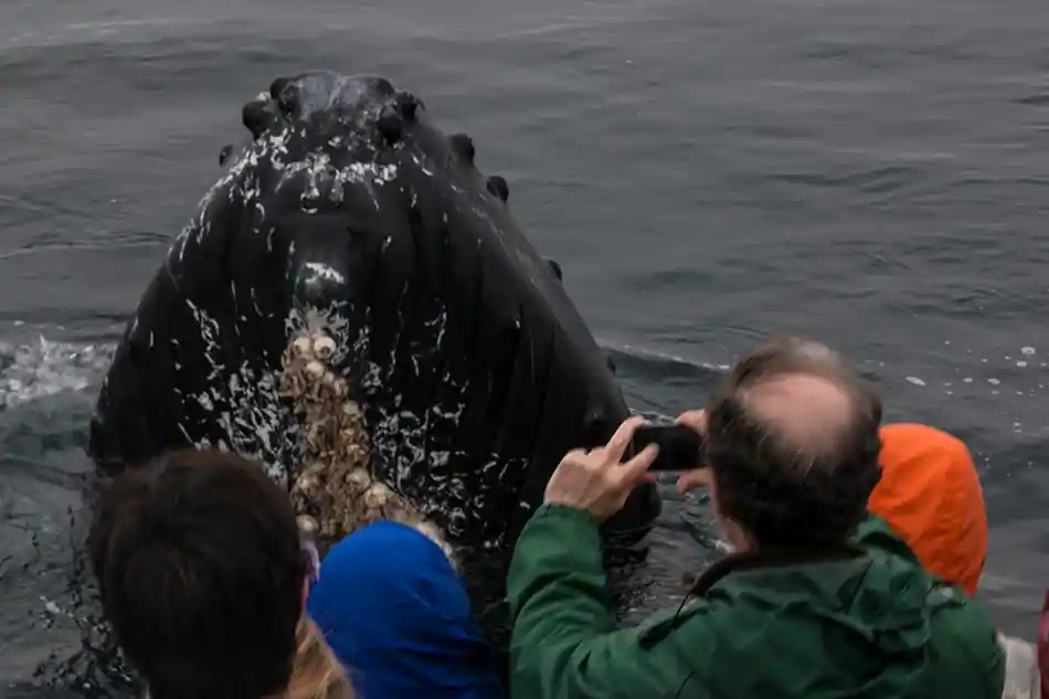 Private Charter Whale Watching