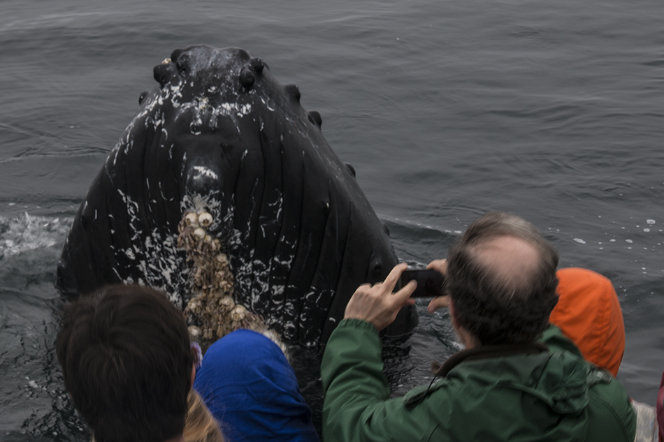 Private Charter Whale Watching