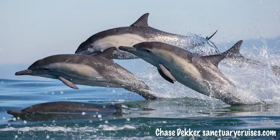 Common Dolphin Trio Sanctuary Cruises