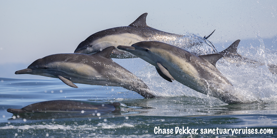 Common Dolphin Trio Sanctuary Cruises