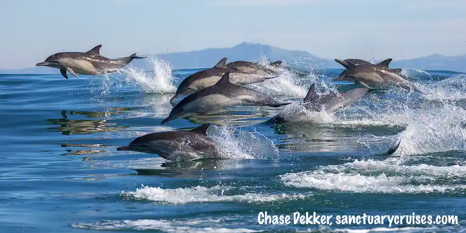 Common Dolphins Stampede
