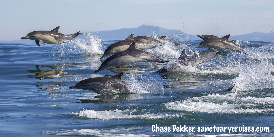 Common Dolphins Stampede
