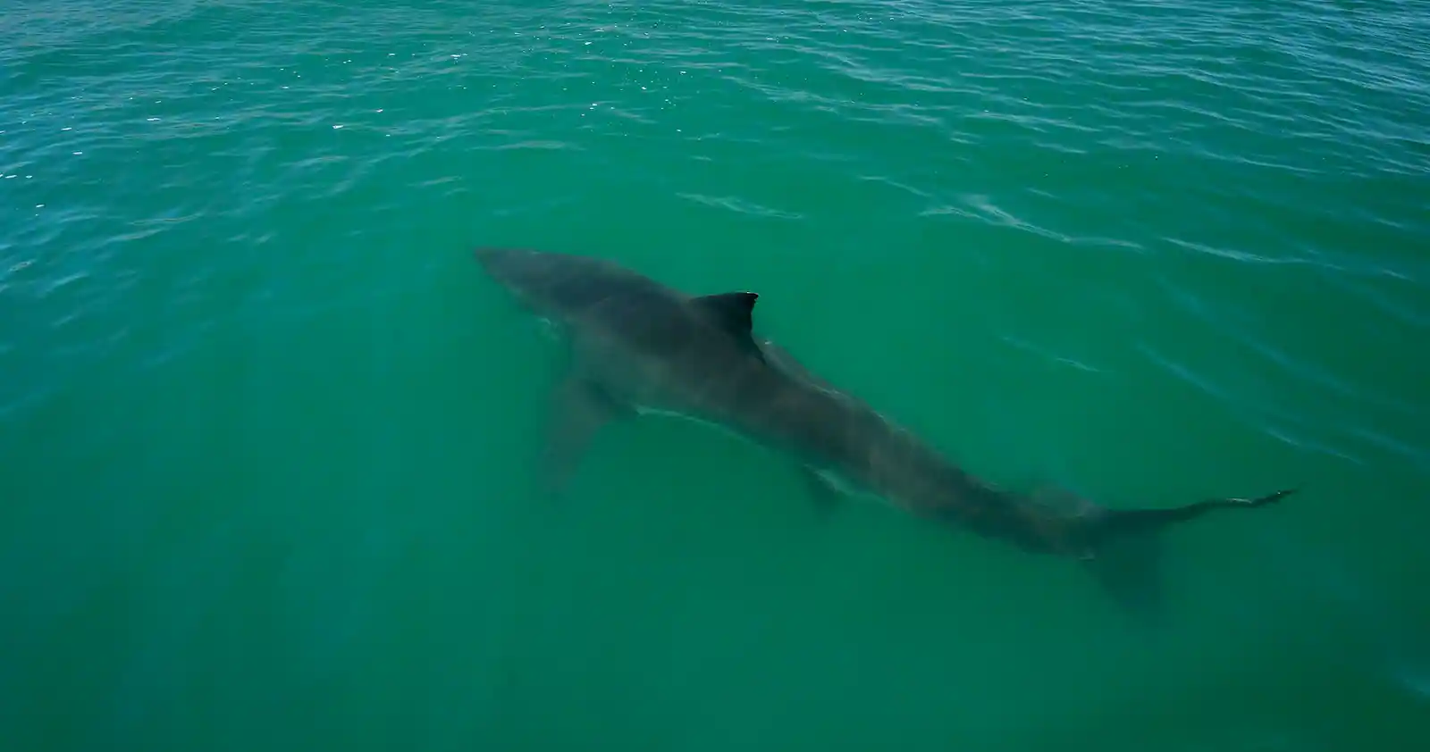 Marine Life & Great White Shark Tour