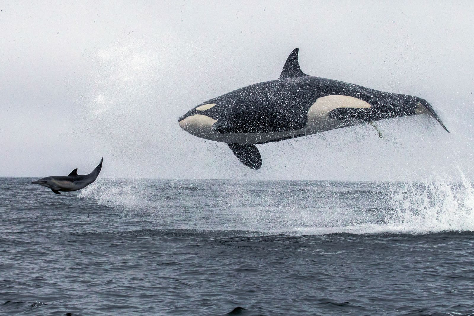 Humpback whale breaching on Monterey Bay