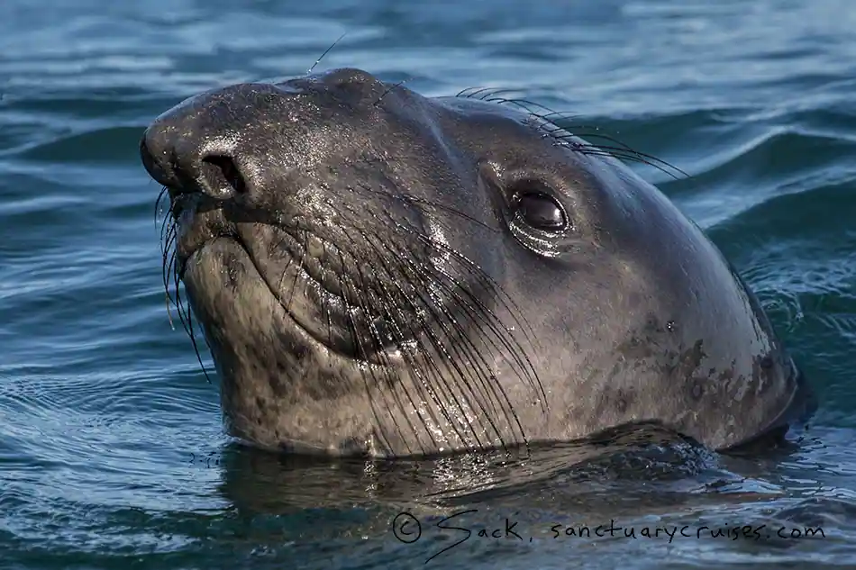 Pinnipeds and sea otters of Monterey Bay