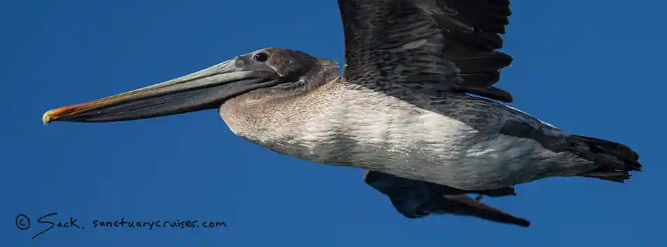 Seabirds of Monterey Bay