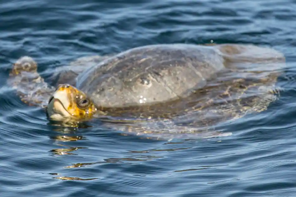 Other marine life of Monterey Bay