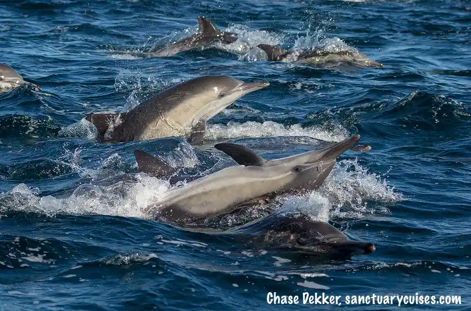Dolphins of Monterey Bay