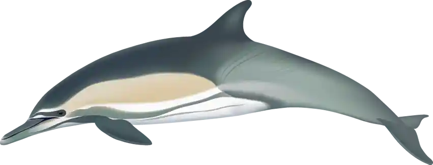Long-Beaked Common Dolphin