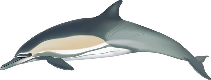 Long-Beaked Common Dolphin