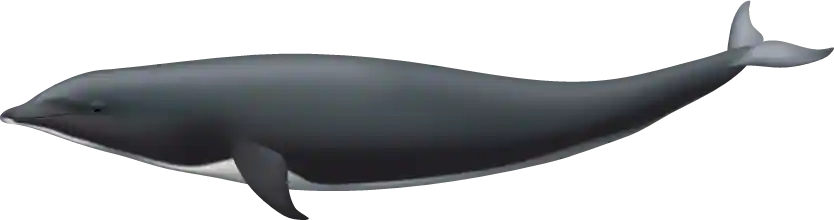 Northern Right Whale Dolphin