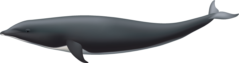 Northern Right Whale Dolphin