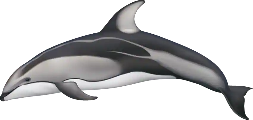 Pacific White-Sided Dolphin