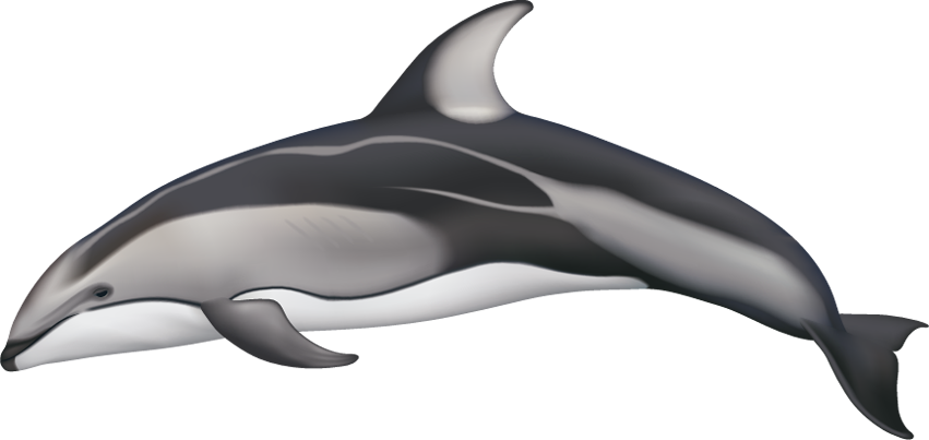 Pacific White-Sided Dolphin