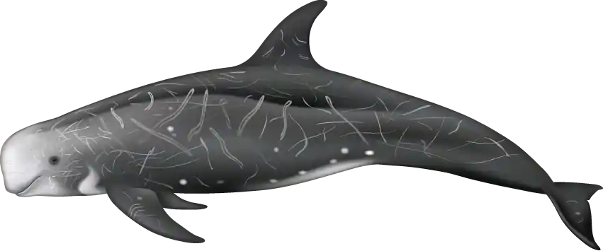 Risso's Dolphin