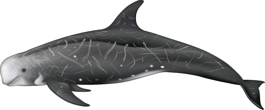 Risso's Dolphin