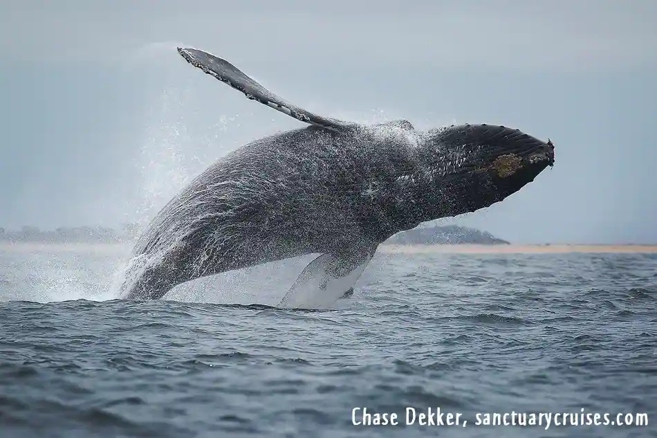 Whales of Monterey Bay