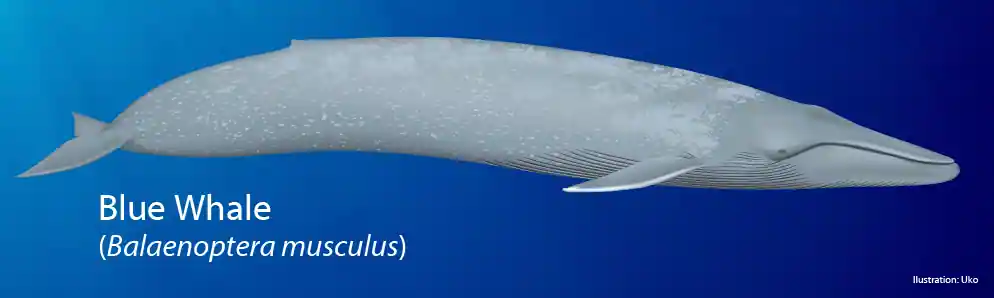 Blue Whale