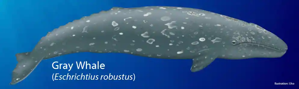 Gray Whale