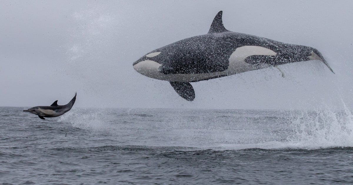 Sanctuary cruises - Whale watching