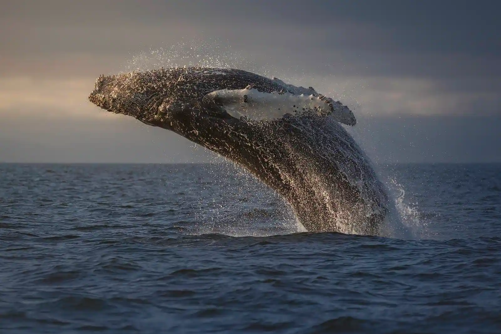 Wildlife Cruise & Photography Workshop