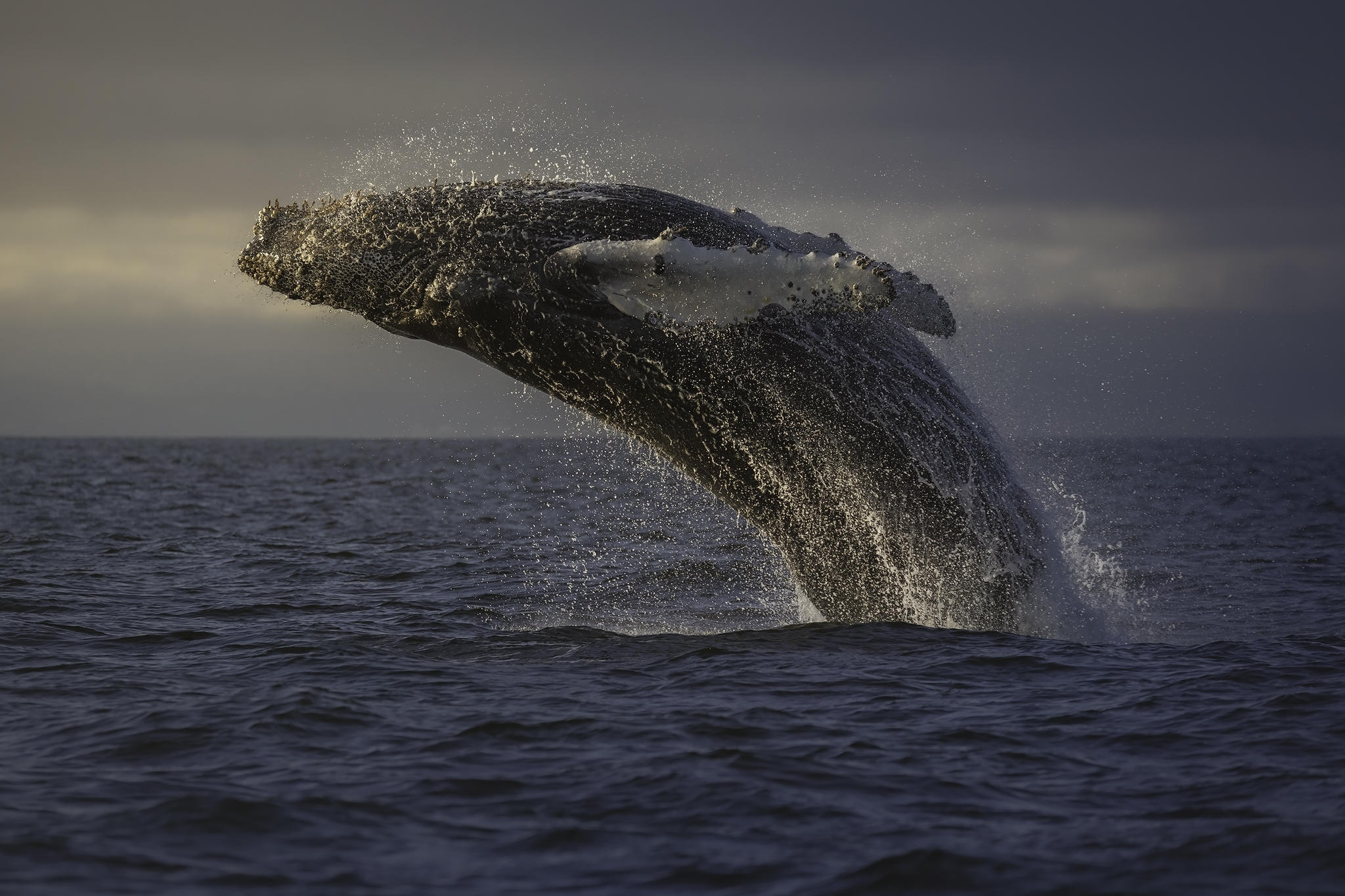 Wildlife Cruise & Photography Workshop