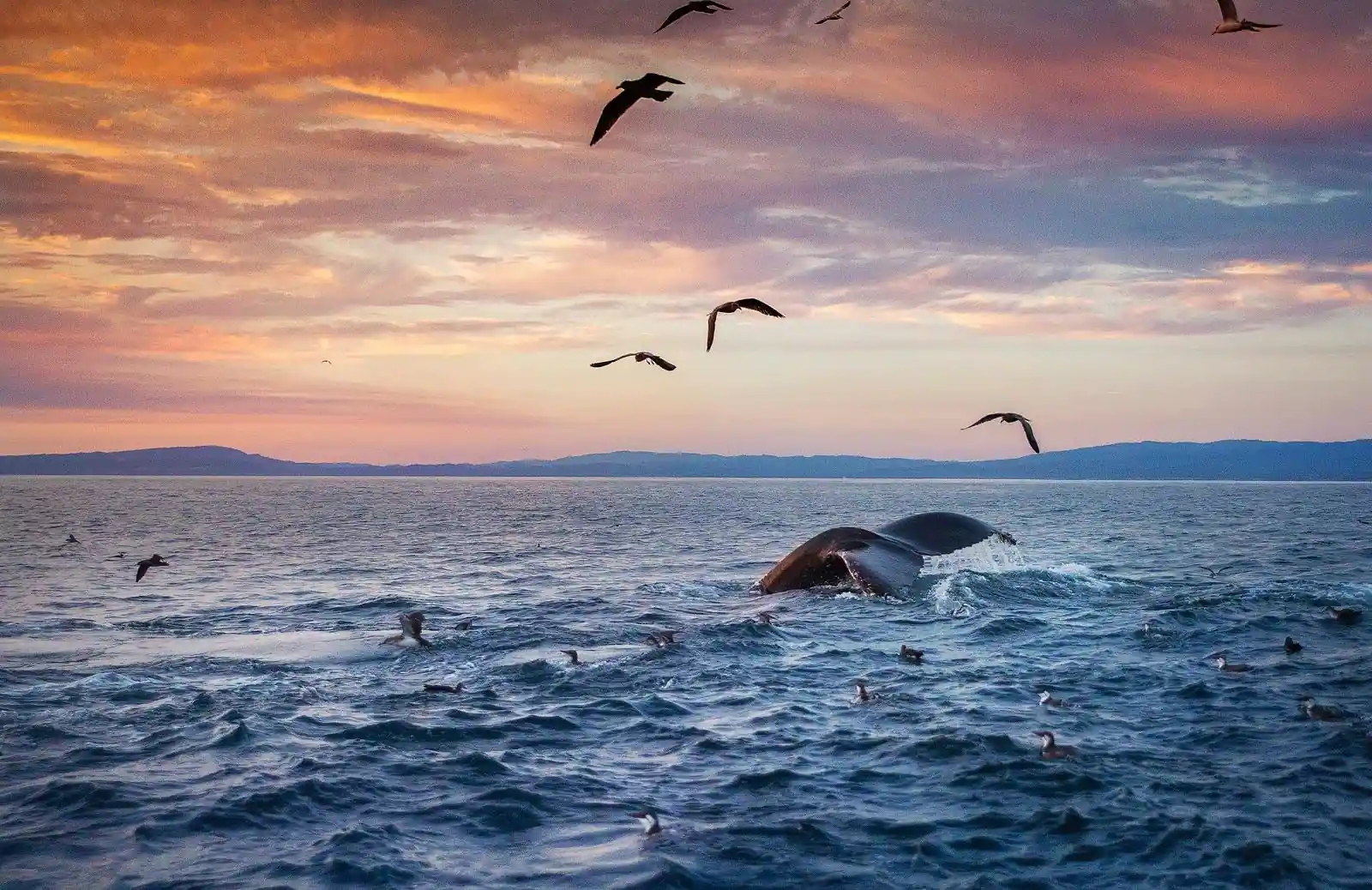 Sunset Whale Watching Cruise