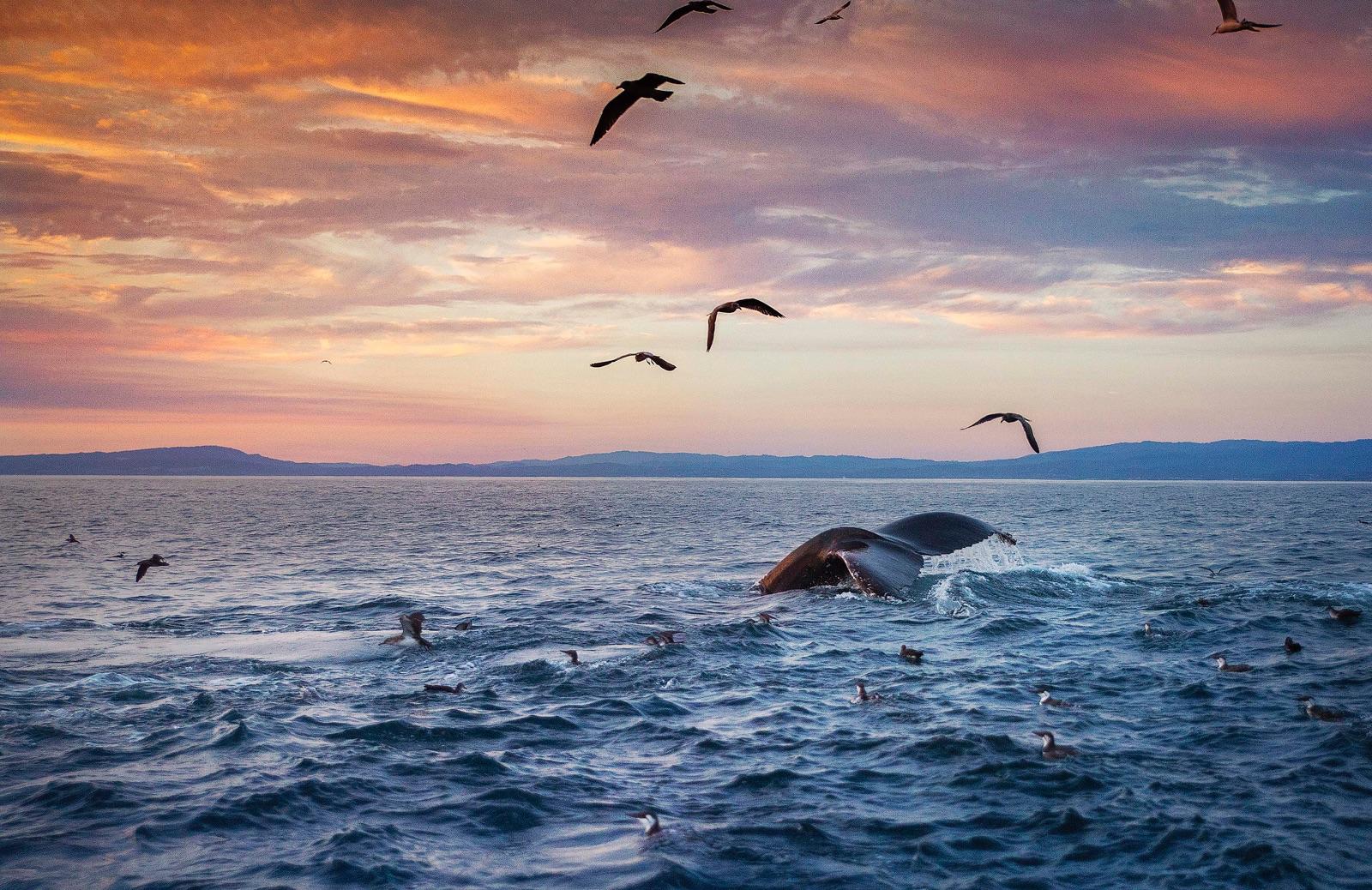 Sunset Whale Watching Cruise