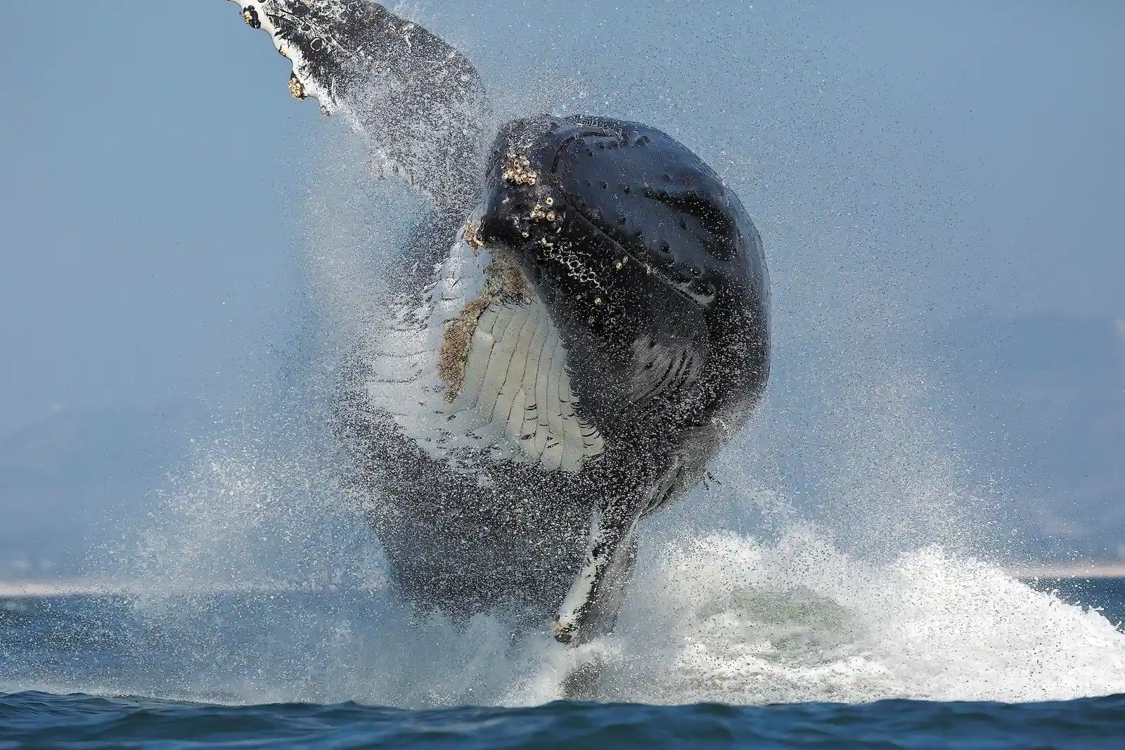 Whale Watching on Monterey Bay