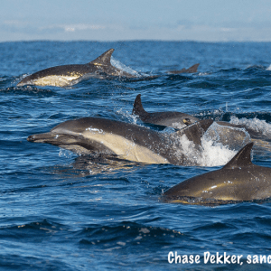 a whale jumping out of the water