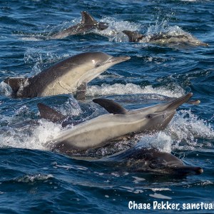 a dolphin jumping out of the water