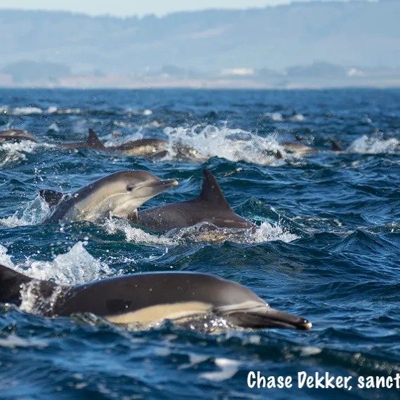 a dolphin jumping out of the water