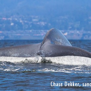 a whale jumping out of the water