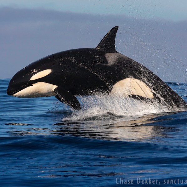 an animal in a body of water