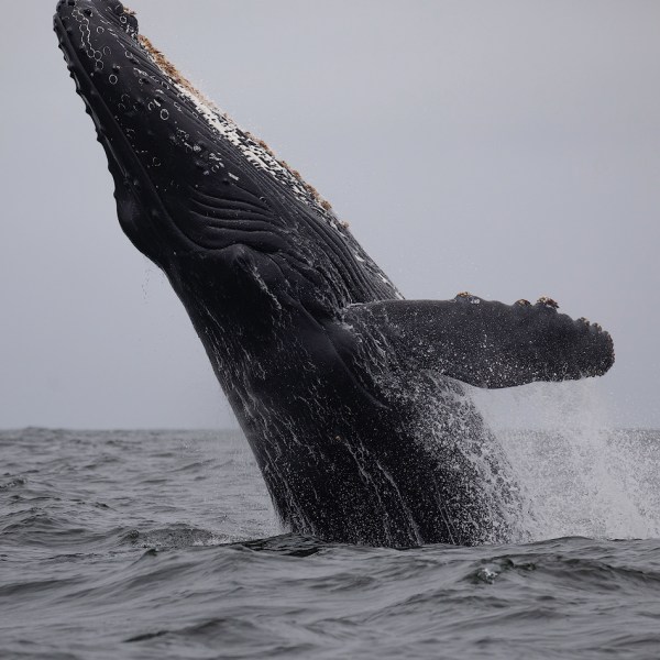 a whale jumping out of the water