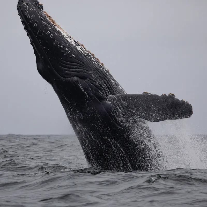 a whale jumping out of the water