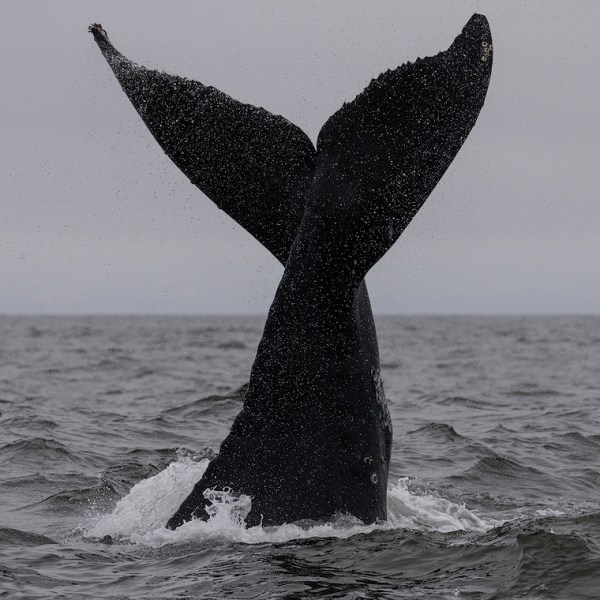 a whale jumping out of the water