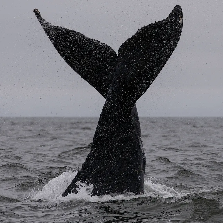 a whale jumping out of the water