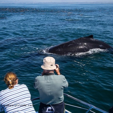 a group of people swimming in a body of water