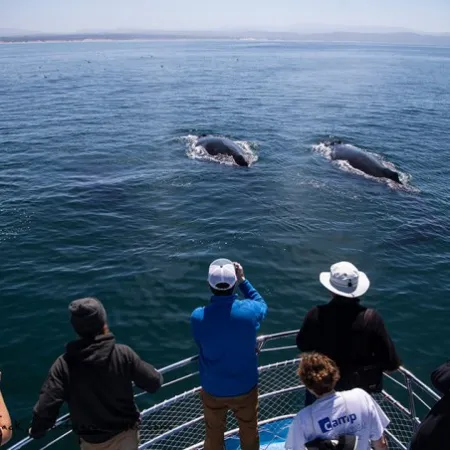 a group of people swimming in a body of water