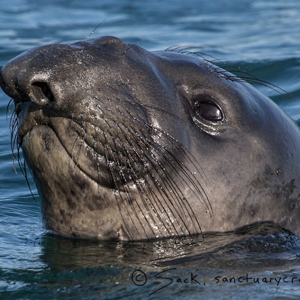 a seal swimming in a body of water
