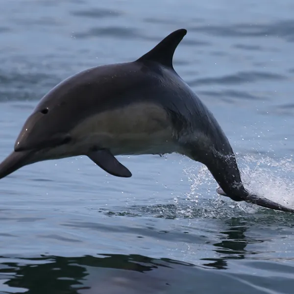 a dolphin jumping out of the water