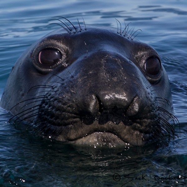a seal swimming in a body of water