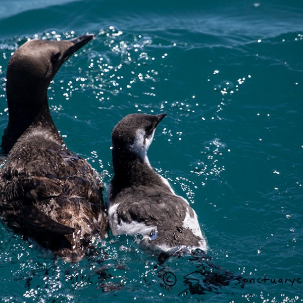 a bird swimming in water