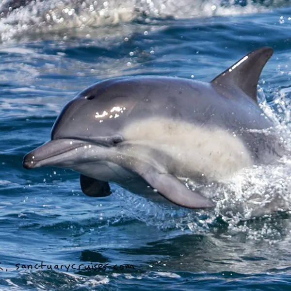 a dolphin jumping out of the water