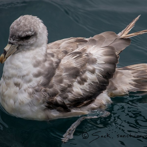a bird sitting on top of a body of water