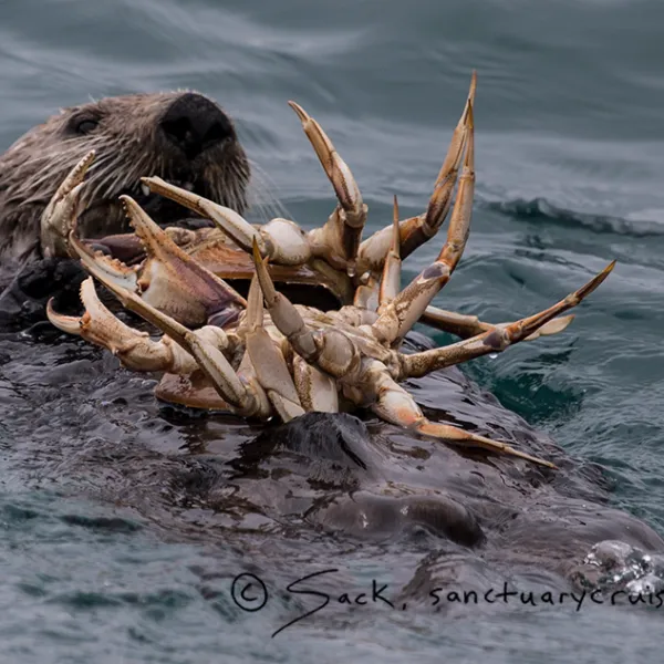 a bird swimming in water