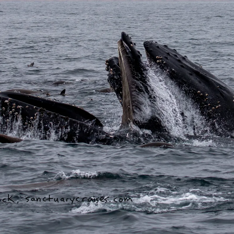 a whale jumping out of the water
